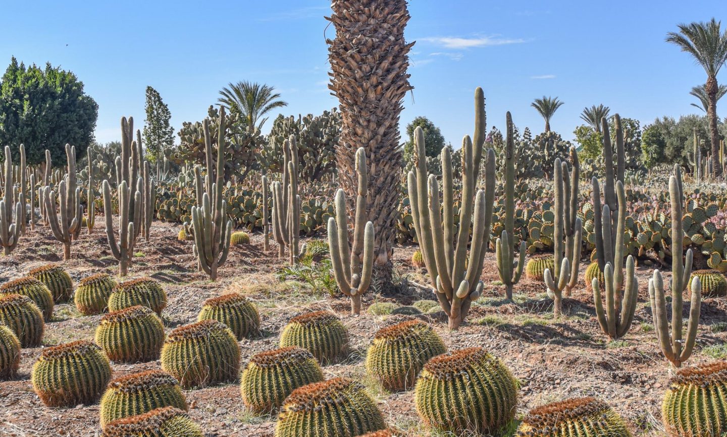 Cacti in Agafay Desert in Morocco Cacti in Agafay Desert in Morocco