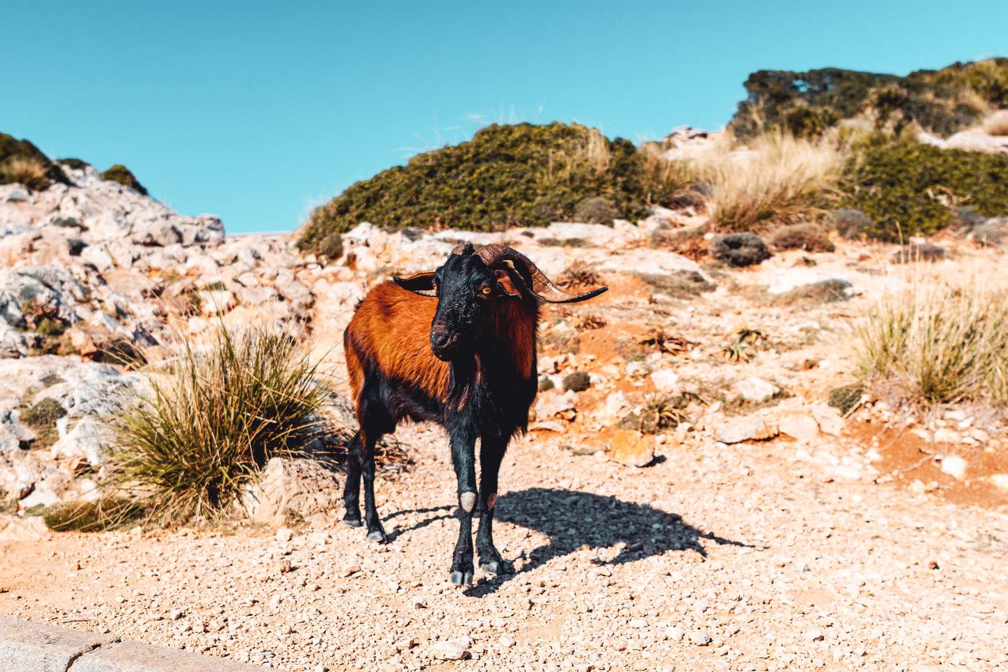 Ziege in den Felsen von Mallorca