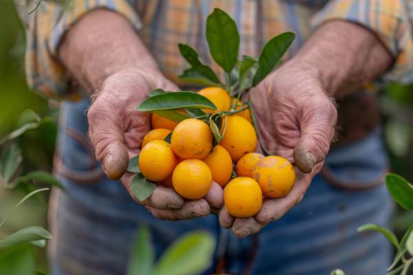 Kumquats auf Korfu