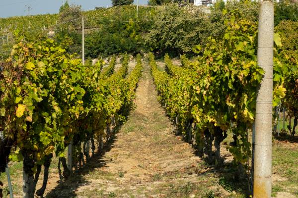 Weinberge auf Santorini