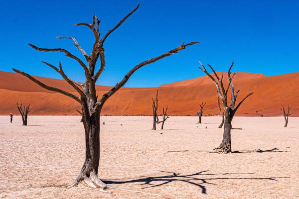 Bäume in der Sossuvlei-Region mit roten Bergen