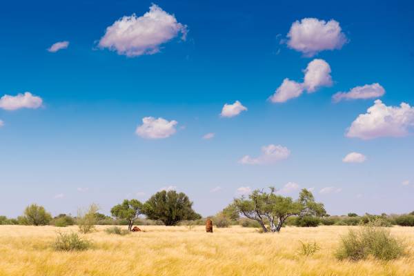 Blick in die Kalahari-Wüste bei Windhoek