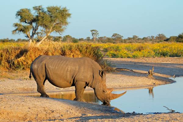 Nashorn an See im Etosha-Nationalpark bei Windhoek