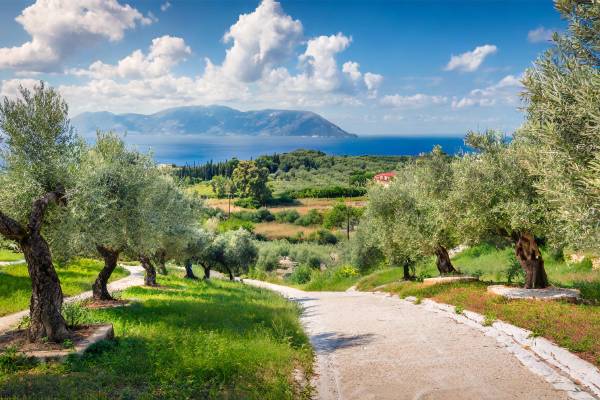 Olive grove with a view of the sea on Corfu