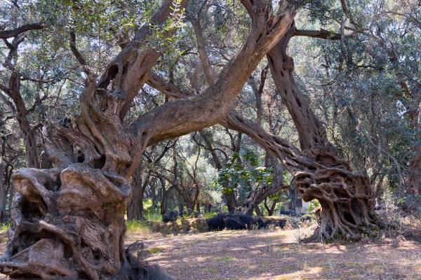 Trees with special roots on Corfu