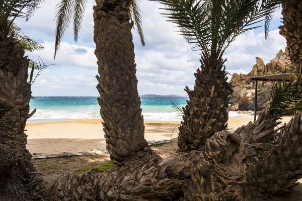 Palm trees at Vai Beach on Crete