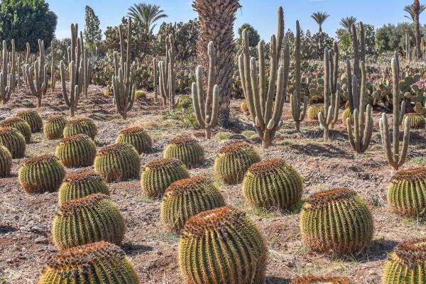 Cacti in the desert of Agafay in Morocco