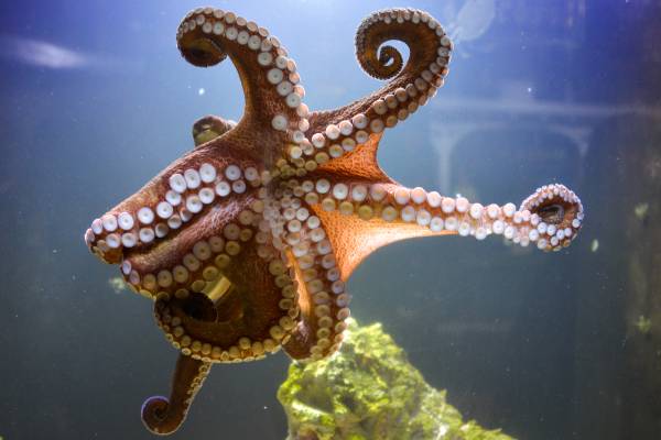 Octopus in the Florida Aquarium